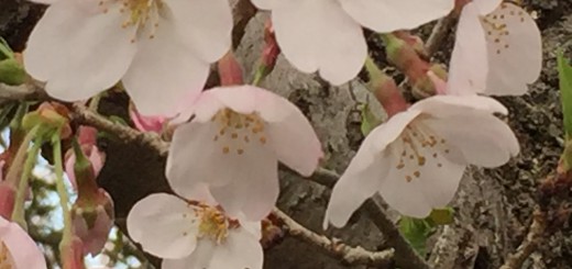 桜