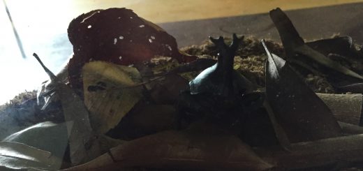 カブトムシ